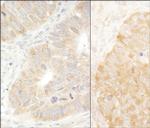 eIF2alpha/EIF2S1 Antibody in Immunohistochemistry (Paraffin) (IHC (P))