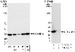 eIF2alpha/EIF2S1 Antibody in Western Blot (WB)