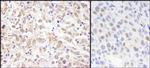 Sin3A Antibody in Immunohistochemistry (Paraffin) (IHC (P))