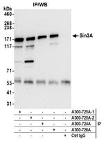 Sin3A Antibody in Immunoprecipitation (IP)