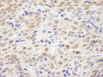 XLF Antibody in Immunohistochemistry (Paraffin) (IHC (P))