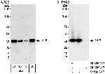 XLF Antibody in Western Blot (WB)