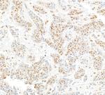 Cul4a Antibody in Immunohistochemistry (Paraffin) (IHC (P))