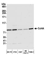 Cul4a Antibody in Western Blot (WB)