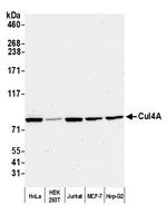 Cul4a Antibody in Western Blot (WB)