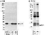 DJ-1 Antibody in Western Blot (WB)