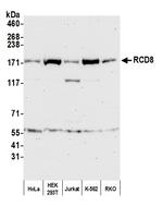 RCD8 Antibody in Western Blot (WB)