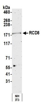 RCD8 Antibody in Western Blot (WB)