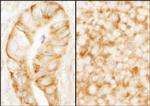 rpL7a/SURF3 Antibody in Immunohistochemistry (Paraffin) (IHC (P))