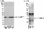 rpL7a/SURF3 Antibody in Western Blot (WB)