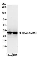 rpL7a/SURF3 Antibody in Western Blot (WB)