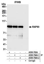 RAP80 Antibody in Immunoprecipitation (IP)