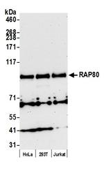 RAP80 Antibody in Western Blot (WB)