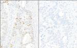 Phospho-KAP-1 (Ser824) Antibody in Immunohistochemistry (Paraffin) (IHC (P))