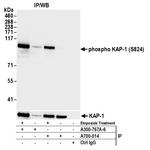 Phospho-KAP-1 (Ser824) Antibody in Immunoprecipitation (IP)