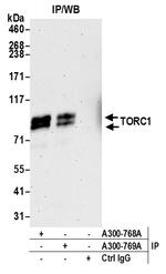 TORC1 Antibody in Immunoprecipitation (IP)