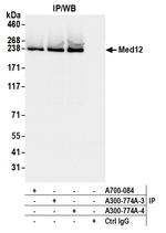 MED12 Antibody in Immunoprecipitation (IP)