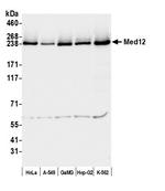 MED12 Antibody in Western Blot (WB)