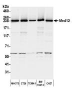 MED12 Antibody in Western Blot (WB)