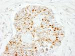 MAVS/VISA Antibody in Immunohistochemistry (Paraffin) (IHC (P))