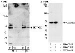 NCOA62 Antibody in Western Blot (WB)