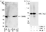 NCOA62 Antibody in Western Blot (WB)