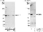 CDT1 Antibody in Western Blot (WB)