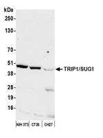 TRIP1/SUG1 Antibody in Western Blot (WB)