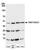 TRIP1/SUG1 Antibody in Western Blot (WB)