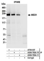 MED1 Antibody in Immunoprecipitation (IP)