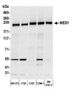 MED1 Antibody in Western Blot (WB)