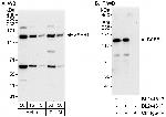 SAFB1 Antibody in Western Blot (WB)