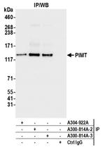 PIMT Antibody in Immunoprecipitation (IP)