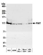 PIMT Antibody in Western Blot (WB)