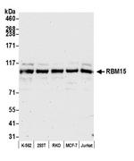 RBM15 Antibody in Western Blot (WB)