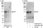 E4F1 Antibody in Western Blot (WB)