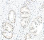 PPP4C Antibody in Immunohistochemistry (Paraffin) (IHC (P))