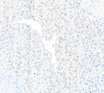 PPP4C Antibody in Immunohistochemistry (Paraffin) (IHC (P))