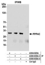 PPP4C Antibody in Immunoprecipitation (IP)