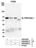 TRIP4/ASC-1 Antibody in Immunoprecipitation (IP)