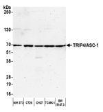 TRIP4/ASC-1 Antibody in Western Blot (WB)