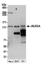 JMJD2A Antibody in Western Blot (WB)