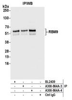 FOX2/RBM9 Antibody in Immunoprecipitation (IP)