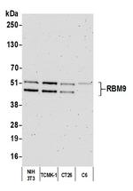 FOX2/RBM9 Antibody in Western Blot (WB)