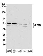 FOX2/RBM9 Antibody in Western Blot (WB)