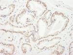 CBX5 Antibody in Immunohistochemistry (Paraffin) (IHC (P))