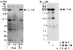 JMJD1B Antibody in Western Blot (WB)