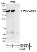 JARID1A/RBP2 Antibody in Immunoprecipitation (IP)