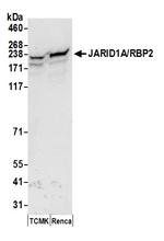 JARID1A/RBP2 Antibody in Western Blot (WB)