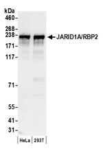 JARID1A/RBP2 Antibody in Western Blot (WB)